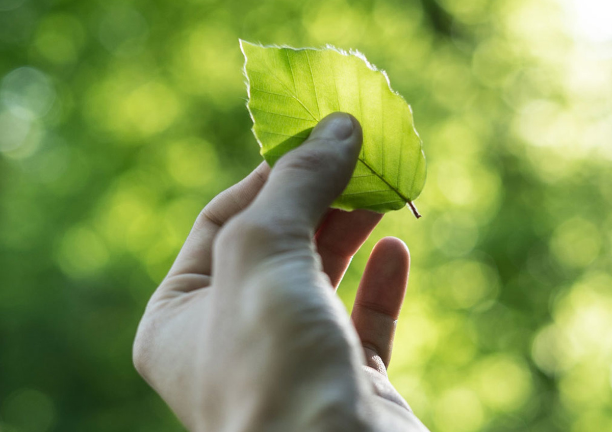 Green marketing ed eco-branding: sostenibilità ambientale nella tua azienda