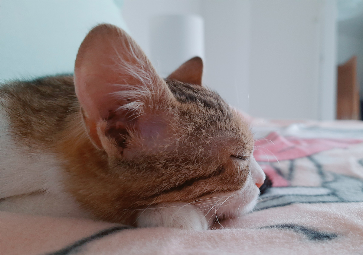 Cookie, la mia gattina
